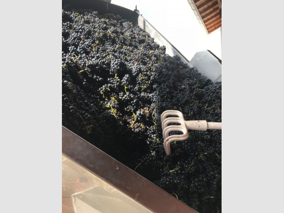 Harvest 2018 : Gamay