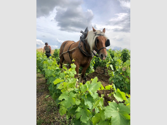 ESSAI DE LABOUR AU CHEVAL