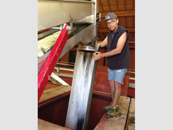 HARVESTS : THE ARRIVAL OF GAMAY