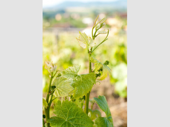 Balades à Saint Vérand Cadoles et Sens, le 23 et 24 mai