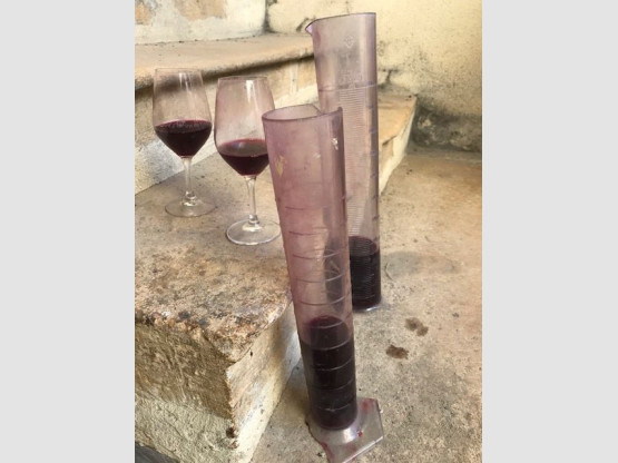 Les Beaujolais Primeurs se préparent !