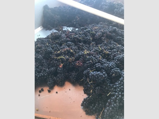 LE RAMASSAGE DU GAMAY SE POURSUIT