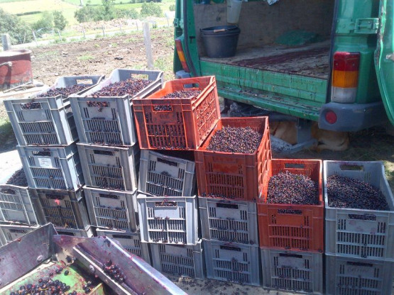 Domaine du Vissoux : July 2012 (2/2)