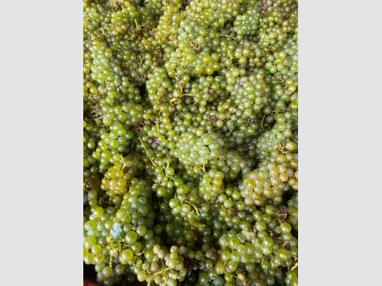Début des vendanges 2024 !