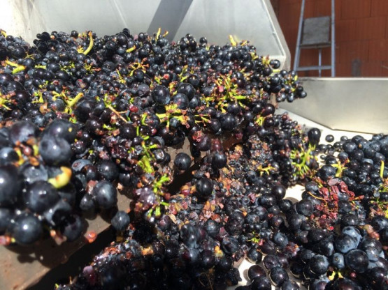 VENDANGES 2016 du 17 septembre au 7 octobre