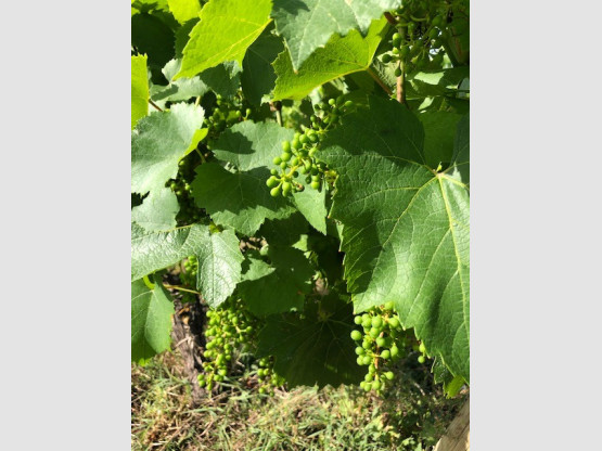 UNE BELLE RECOLTE EN PERSPECTIVE