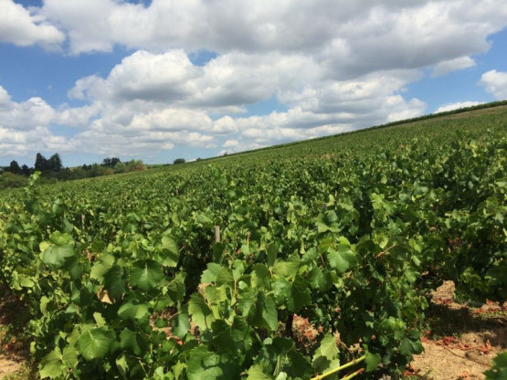 JUILLET 2015 : UNE ANNEE PRECOCE ET DE QUALITE