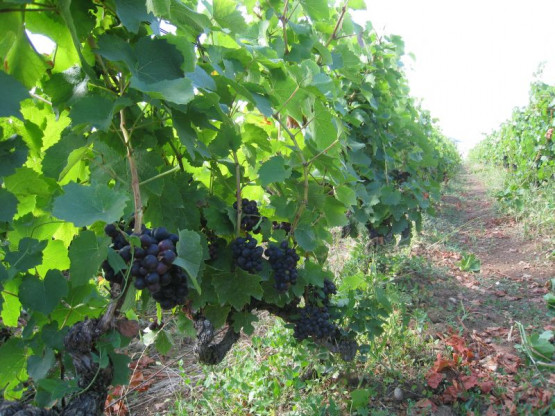 Domaine Du Vissoux : September 2013