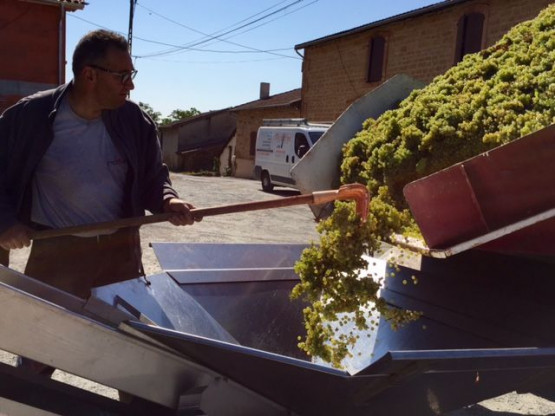 DEBUT DES VENDANGES 25 AOUT 2015