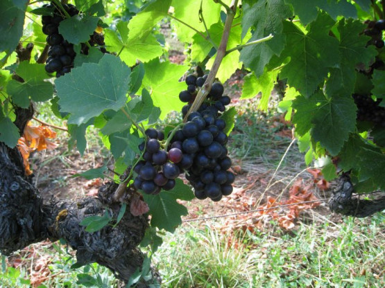 Domaine Du Vissoux : Septembre 2013