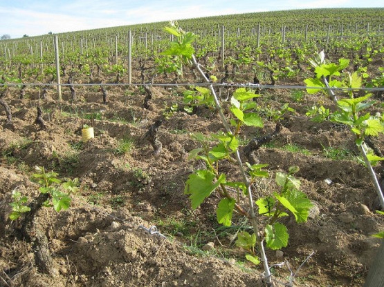 Domaine du Vissoux : May 2012