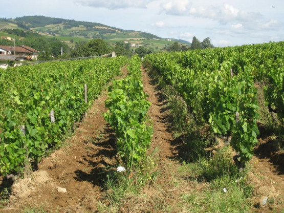Domaine du Vissoux : July 2012 (2/2)