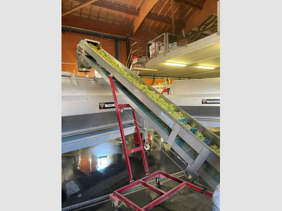 The grape harvest has begun at Domaine Famille Chermette!