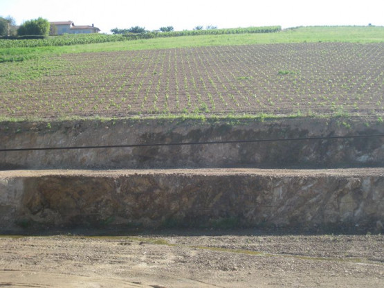 OU EN SONT LES" 24 000 BEBES VIGNE" ? JUILLET 2014