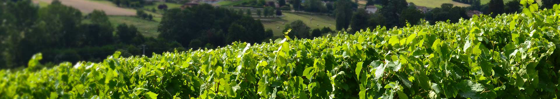 Sortie du BEAUJOLAIS NOUVEAU le 16/11 à 00h00