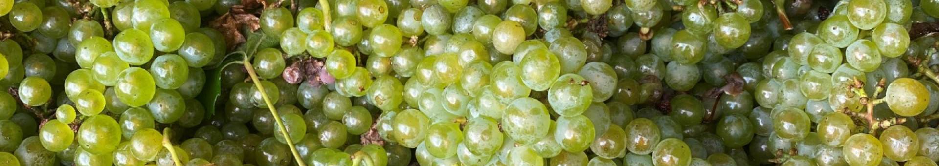 The 2024 grape harvest has begun!