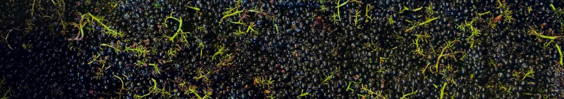 We are starting the harvest of red Beaujolais wines.