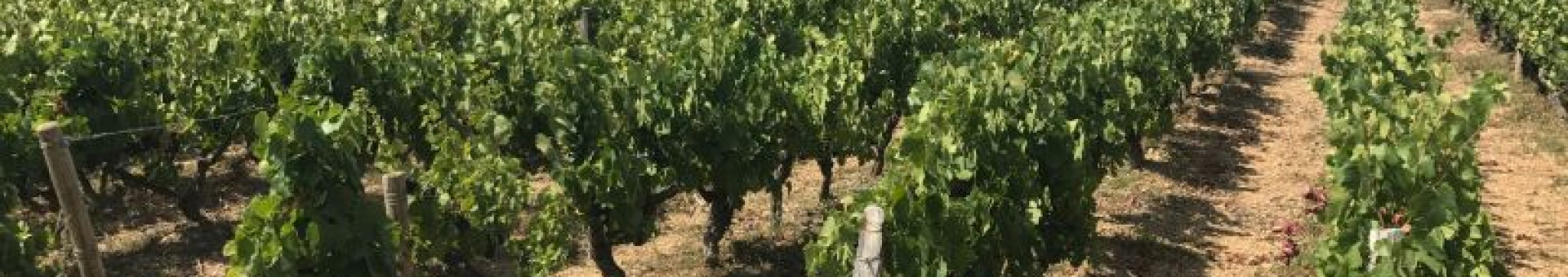 Vendanges : Le Gamay continue de murir