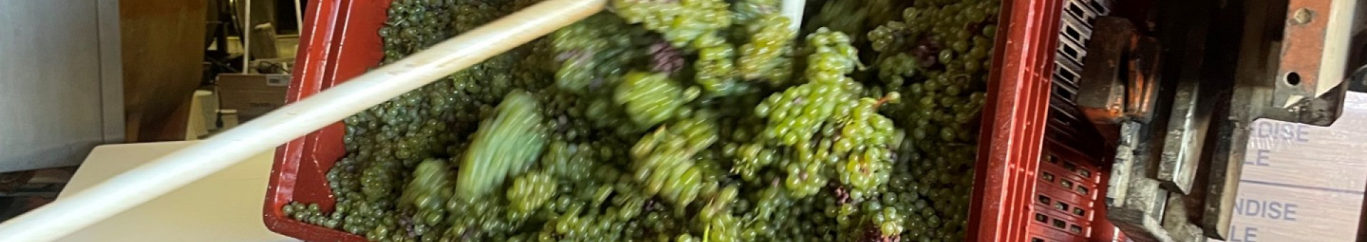 Les vendanges sont lancées au Domaine Famille Chermette !