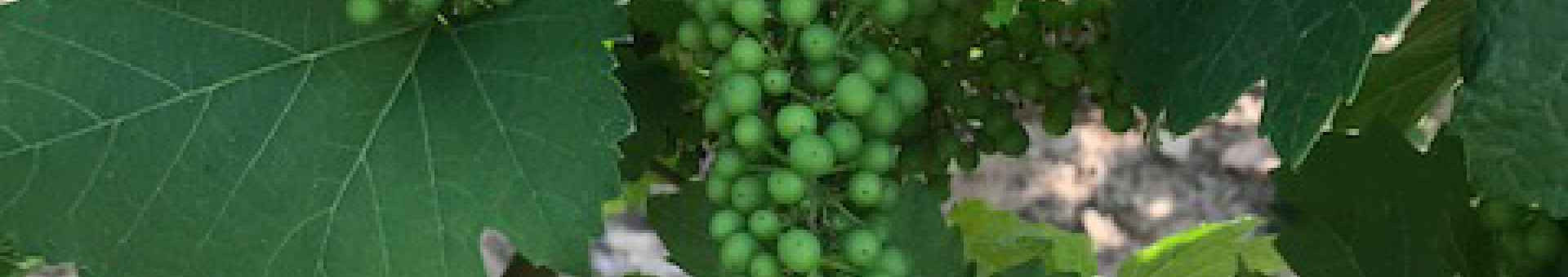 Les vignes à Saint-Vérand