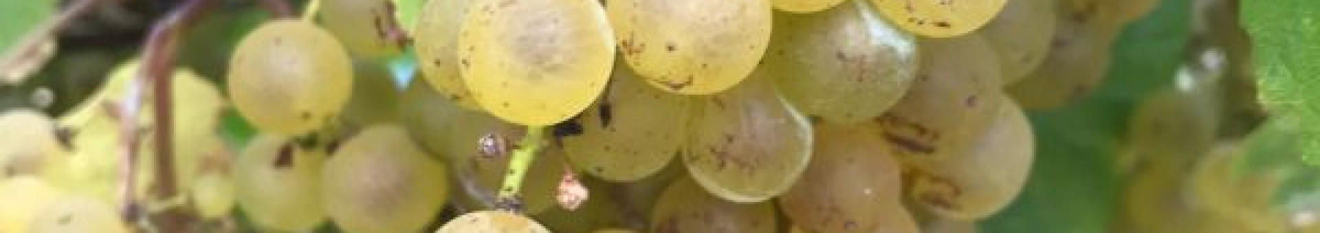 Harvest 2018 : Chardonnay