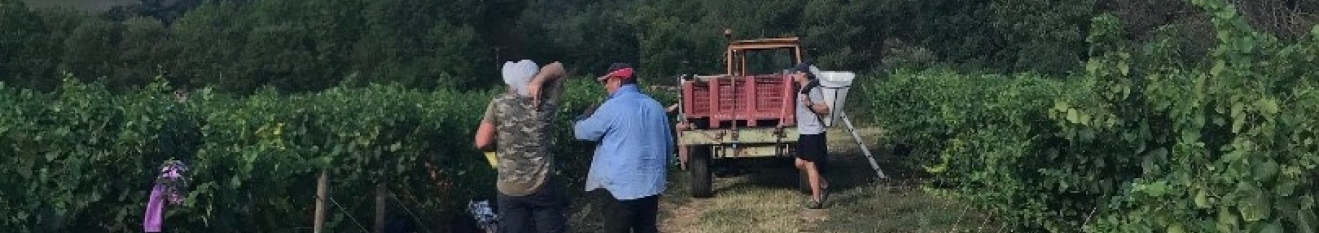 Début des vendanges 2020