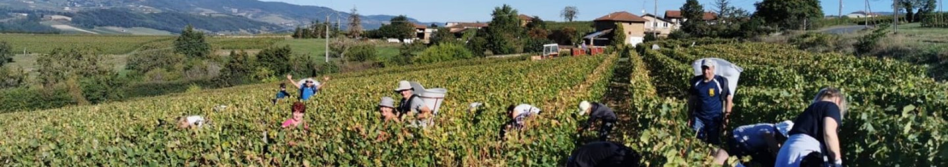 C'est parti pour les vendanges !