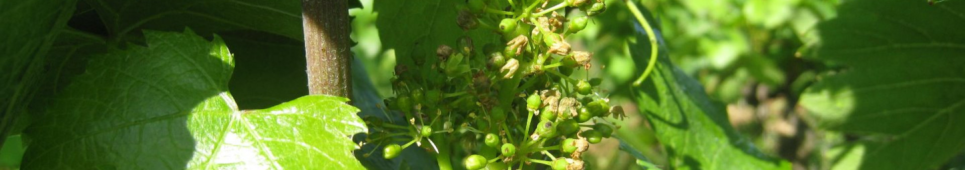 La fleur de vigne en Beaujolais