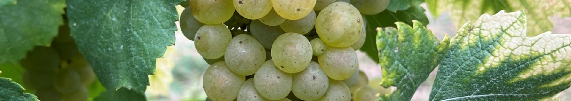 Vendanges 2025 – Domaine Famille Chermette