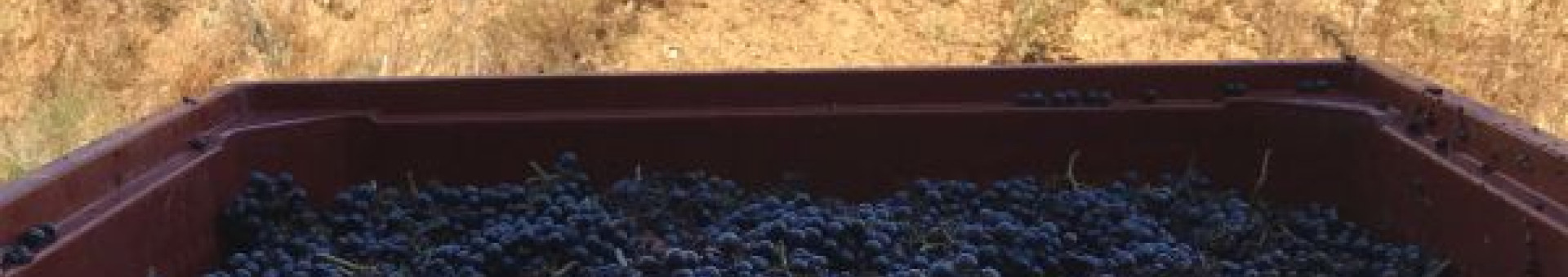 Harvest 2018 : Gamay
