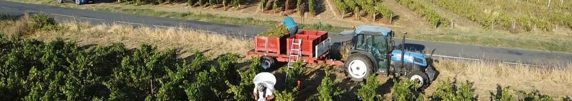 VENDANGES A OINGT AVEC VUE PANORAMIQUE