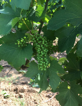 Les vignes à Saint-Vérand