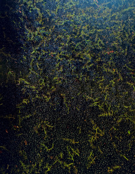 We are starting the harvest of red Beaujolais wines.