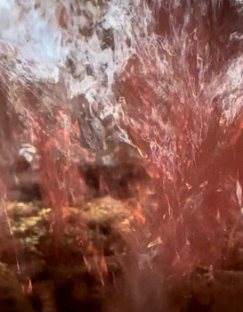 Suite des vendanges ! Le rosé !