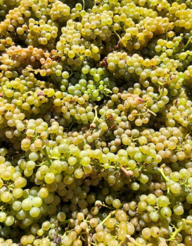 RECOLTE DES CHARDONNAYS