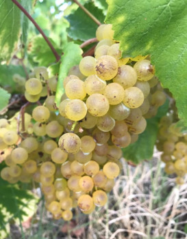 Harvest 2018 : Chardonnay