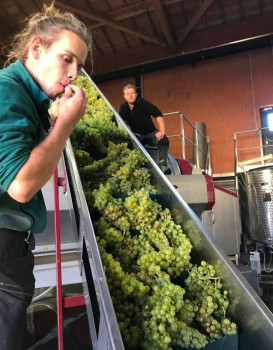 Lancement Vendanges 2018 !