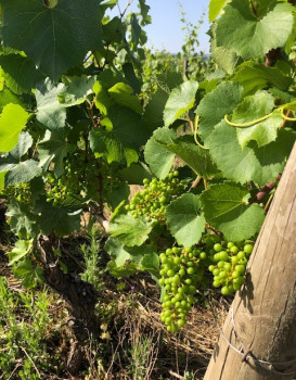 UNE BELLE RECOLTE EN PERSPECTIVE