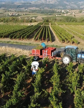 VENDANGES A OINGT AVEC VUE PANORAMIQUE