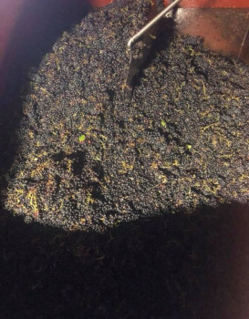 Vendanges 2018 : Fleurie les Garants