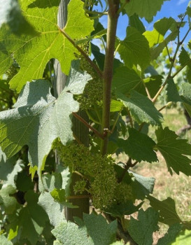FLEUR DE VIGNE
