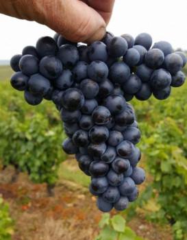 HARVEST 2017 : Beaujolais from September 1st to 21st