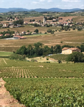 Actualités vignes