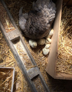 De nouveaux arrivants au Domaine !