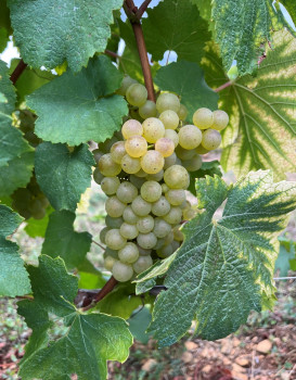 Vendanges 2025 – Domaine Famille Chermette