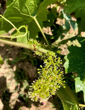 LA VIGNE EN FLEUR !