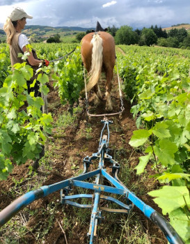 ESSAI DE LABOUR AU CHEVAL
