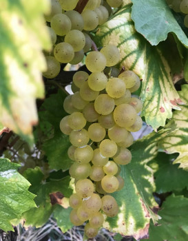 Place au Chardonnay