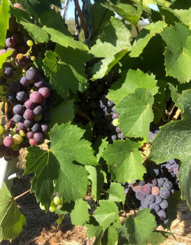 LES RAISINS MURISSENT
