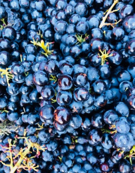 Vendanges 2018 : Saint-Amour